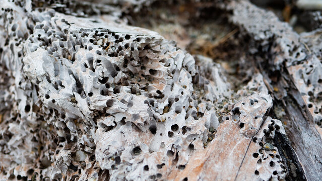 haast beach new zealand dramatic weather crustations driftwood close up