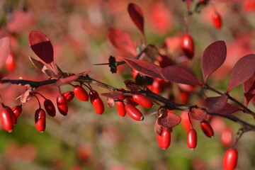 A branch with red barberry berries on a blurred background