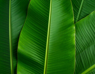 Lush green banana leaves create a vibrant, tropical backdrop for design and nature-related themes.
