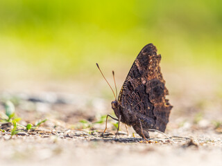 Obraz premium Peacock butterfly on the ground among the grass