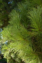 Close-up of a fluffy green pine branch