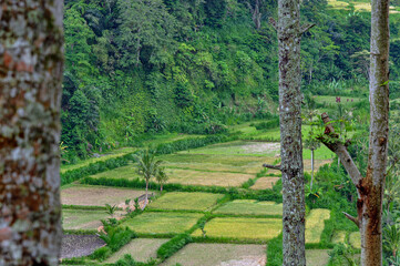 Aerial view of green color rice fields and terraces and palm trees in Tegallalang, Ubud, Bali, Indonesia