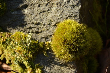 Fluffy green round moss on a mountain rock