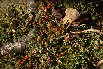 Forest green moss blooms red on a rock in the mountains