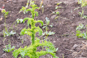 Curly Kale Plant Brassica oleracea