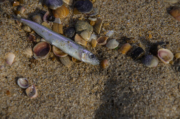 Stranded Juvenile Fish Lying Among Seashells on Wet Beach Sand