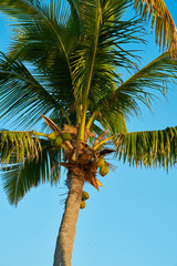 palms on the beach and a clear blue sky in the background