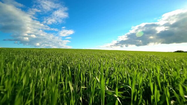 A captivating low-angle shot glides smoothly through a vast, vibrant green field under a brilliant blue sky, adorned with soft, scattered white clouds. The lush, young blades of grass or crops sway ge