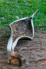 Vertical close-up of a coconut spathe (Cocos nucifera), a clear, fibrous material, contrasting with brown dirt and a background of fresh green grass.