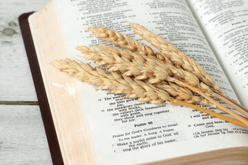 Wheat on open holy bible book. Praise to God Jesus Christ, inspirational text, biblical concept.