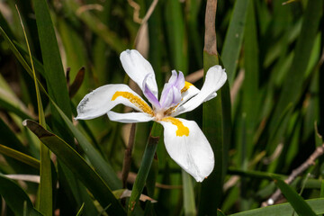 African Iris (Dietes iridioides) white flower with yellow and purple center. Close-up in selective focus, surrounded by green foliage.