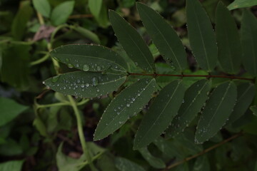 background of water droplets on green leaves