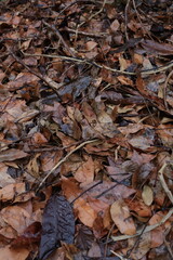 background of wet dry leaves