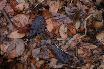 background of wet dry leaves