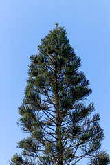 Treetop of Norfolk Island Pine (Araucaria heterophylla) in vertical close-up against blue sky. Sharp focus on green, needle-like foliage. Nature, botany, landscape.