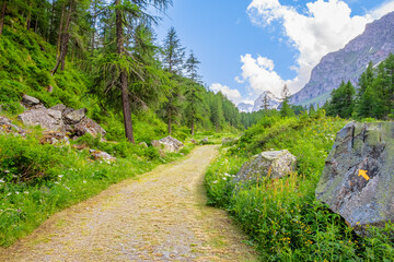 Sentiero nei boschi del Parco Nazionale del Gran Paradiso con vista sulla cima della Granta Parey. Paesaggio della valle di Rhemes Notre Dame tra montagne e prati. Alpi, Italia. Valle d'Aosta © liaiac