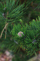 dwarf mountain pine, mountain pine, scrub mountain pine, Swiss mountain pine, bog pine, creeping pine, or mugo pine (Pinus mugo)