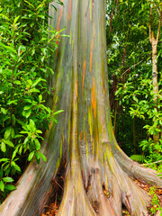 Rainbow Eucalyptus Bark Up Close 002