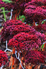showy stonecrop, iceplant, or butterfly stonecrop (Hylotelephium spectabile)