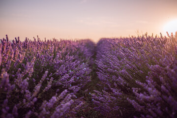 Lavender field sunset, aromatic purple flowers blooming under a golden sky, beautiful natural landscape with copy space.