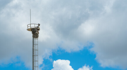 Stork nest on a tall metal mast or cell tower against a dramatic, cloudy blue sky, symbolizing nature adapting to human structures