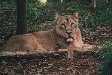 くつろぐ雌ライオンのイメージ