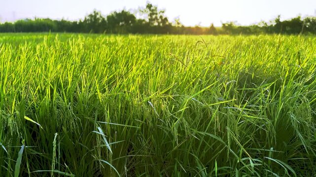 Vibrant green rice paddy fields in Thailand sway in the summer wind, showcasing agricultural growth and natural landscape