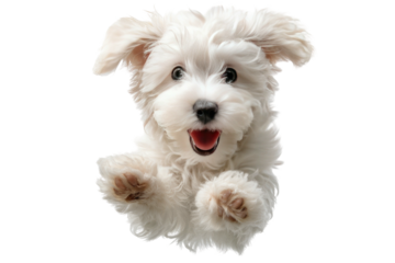 White, fluffy puppy jumps joyfully with outstretched paws and big smile