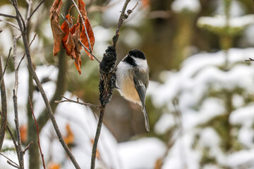 Black-capped Chickadee perched on a tree branch