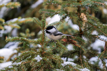 Black-capped Chickadee on a pine tree