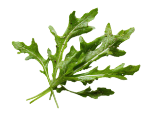Close-up bunch of green, spiky arugula leaves against black backdrop