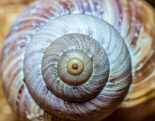snail shell on the sand