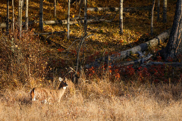 White-tailed deer in the forest
