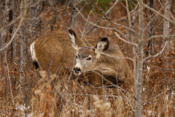 Mule deer in the forest