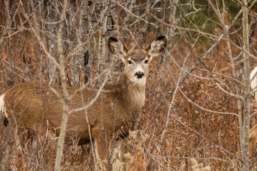Mule deer in the forest