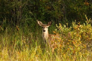 young white tailed deer