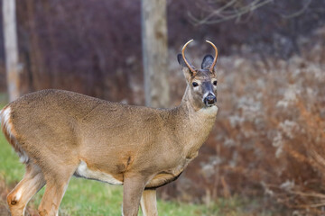 Young White tailed deer buck