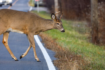 Young white tailed deer buck