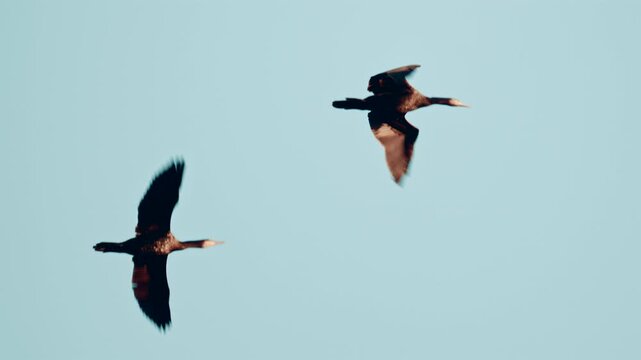 Birds flying across a clear sky, wings spread in motion blur