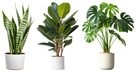 PNG Vibrant indoor potted plants display, element set on transparent background