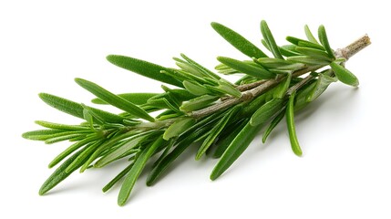 Fototapeta premium Fresh sprig of aromatic herb displayed isolated on a white background