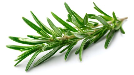 Fototapeta premium Single sprig of fresh green culinary herb rests on a bright white background