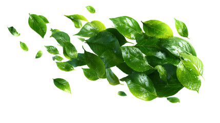 Obraz premium Green leaves flying in the wind isolated on a transparent background. high resolution PNG file