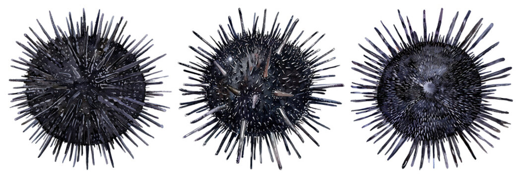 Spiky sea urchin illustration