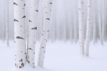 White Birch Trunks in Snow, Forest Background, Winter Landscape, Serene Woodland Scene