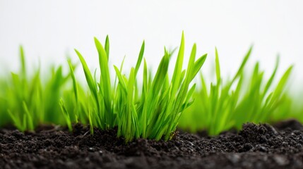 Fototapeta premium Fresh Green Grass Growing in Soil, Signifying Springtime Growth and Renewal Against a White Background