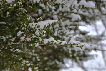 snow covered pine tree