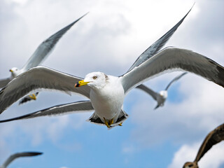 空を埋め尽くす翼、ウミネコの群舞