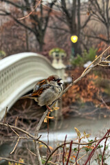 house sparrow,Passer domesticus