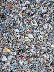 Shells on floria beach, Morning